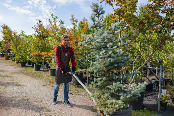 Best Tree Disease Treatment  in Sa Loma, CA